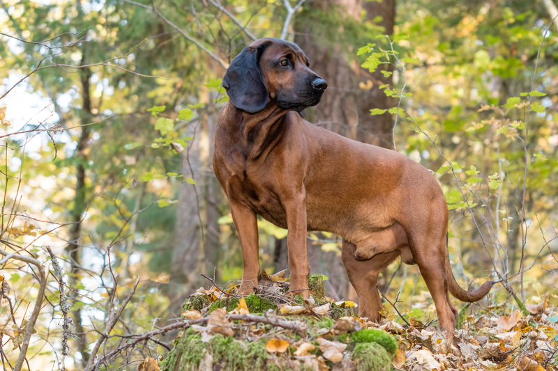 Sabueso bávaro de montaña | Shutterstock