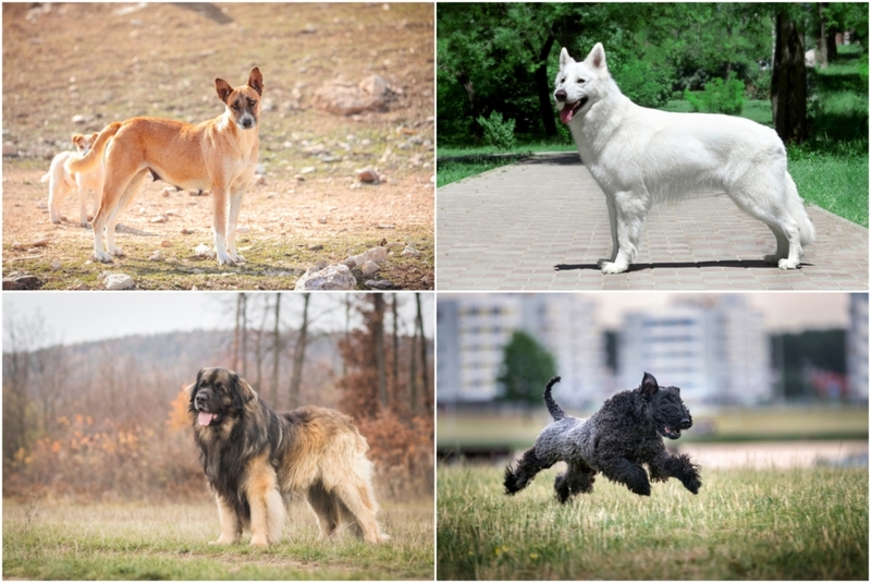 Más razas de perros que deberías considerar dos veces antes de adoptar | Shutterstock