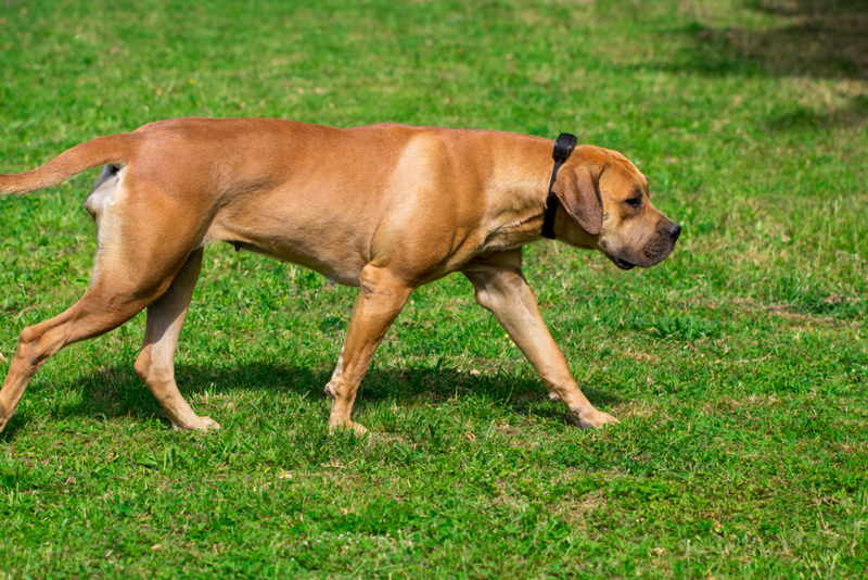 Boerboel | Shutterstock