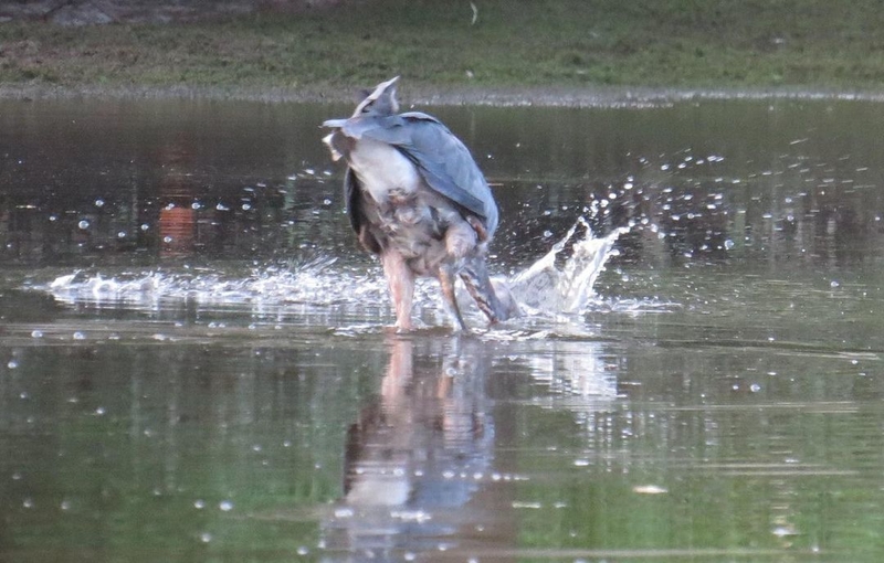 Trasero de pájaro, en todo el centro | Instagram/@canoeinsue