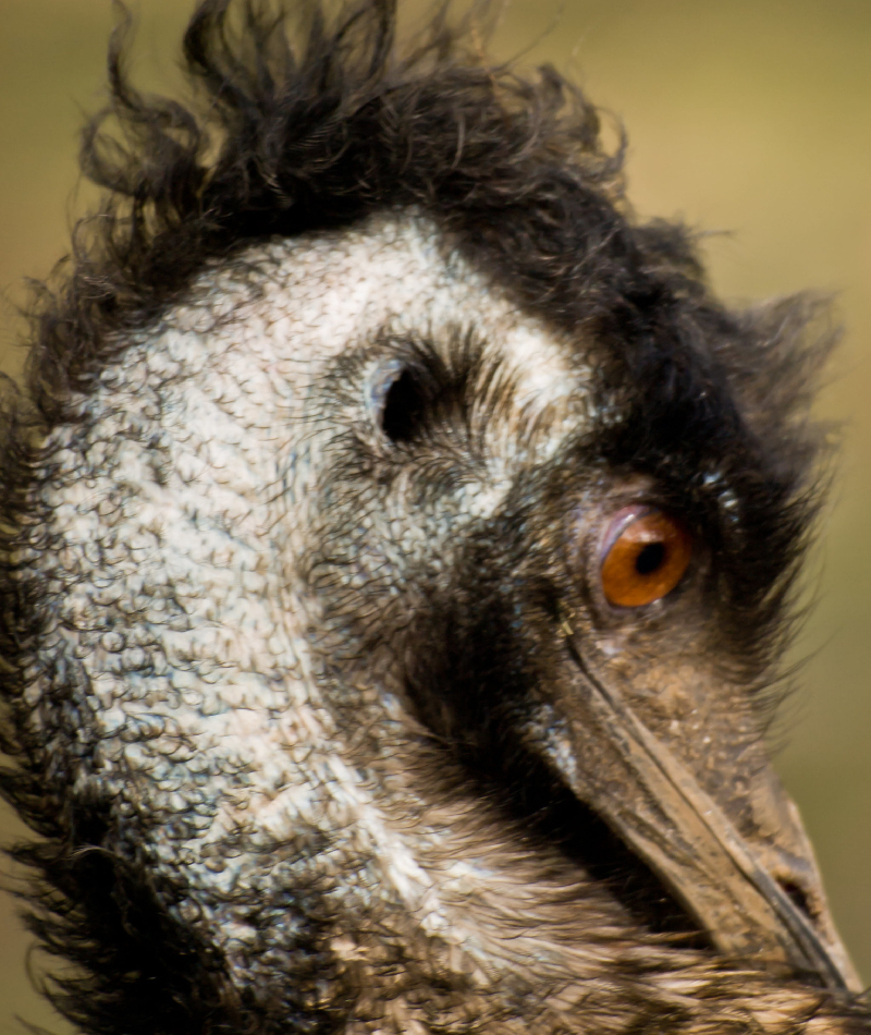 Las plumas tienen un mal día | Flickr Photo by William Warby