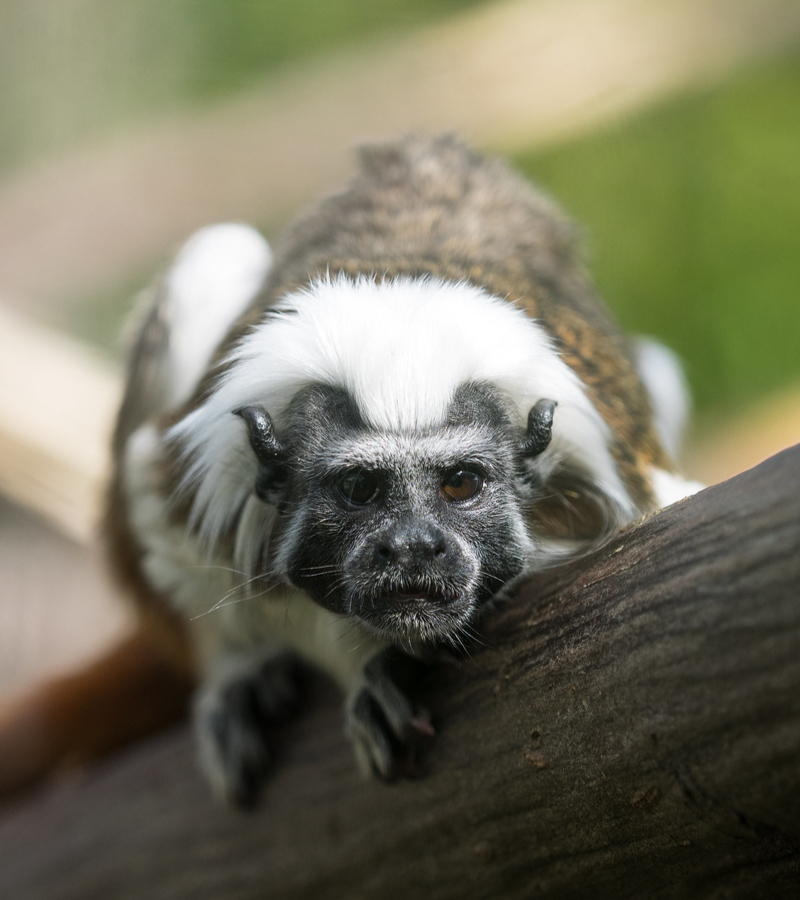 Los reyes de las fotografías de la selva | Flickr Photo by William Warby