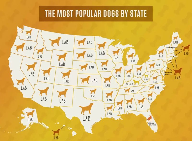 Americans Frickin’ Love Labradors | Reddit.com/smooshedeggbog