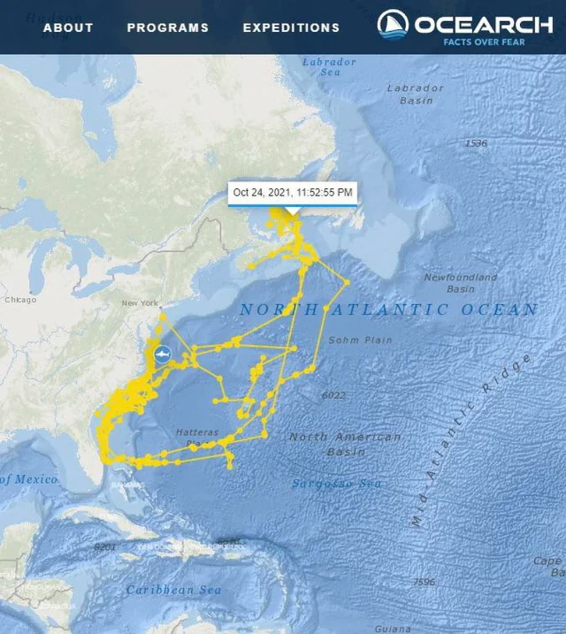 A Shark Journey in the Shape of a Shark | Reddit.com/VikingIsHere