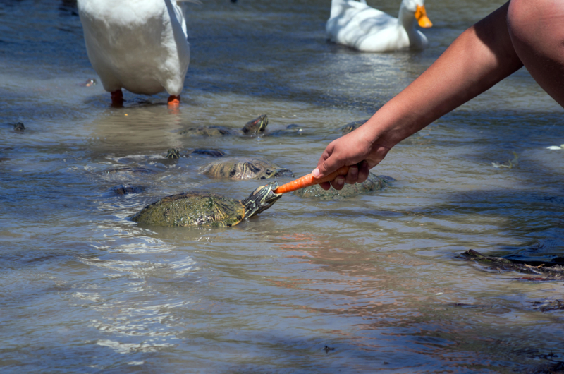 Die Schildkröten besuchen | Alamy Stock Photo by jkntexascc