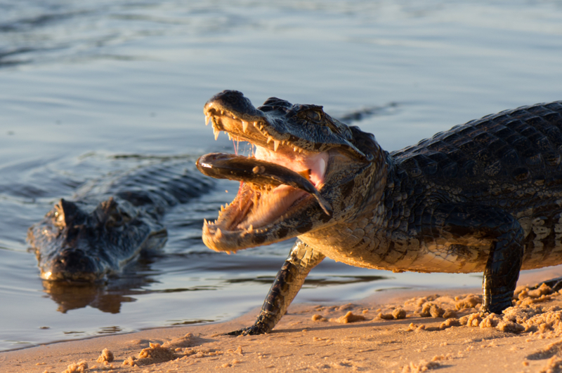 PRAIA DE CAPE TRIBULATION, AUSTRÁLIA | Vaclav Sebek/Shutterstock