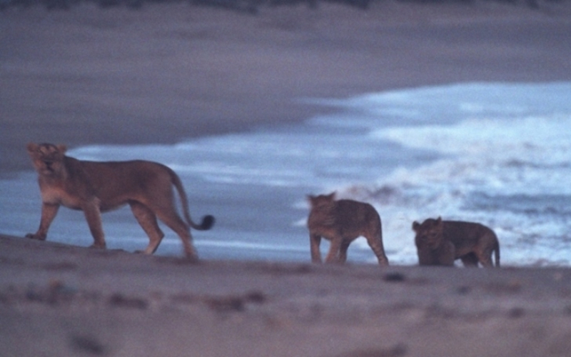 PRAIA DE SKELETON COAST, NAMÍBIA | Getty Images Photo by Philippe Caron