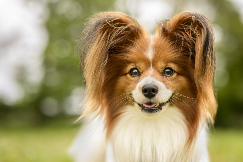 Spaniel Anão Continental | Shutterstock