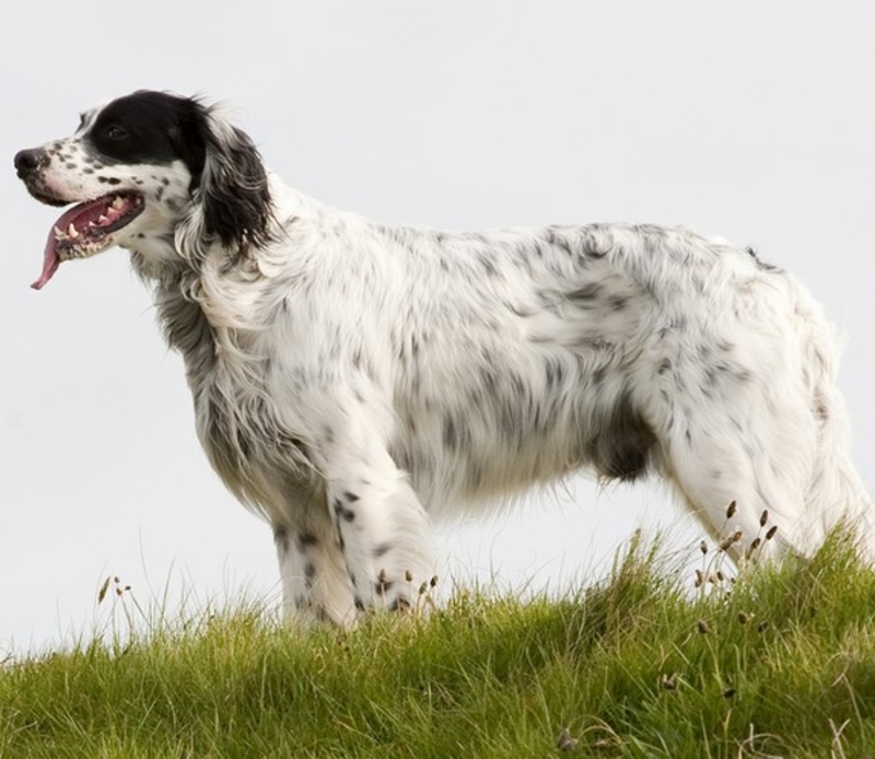 Setter Inglês | Shutterstock