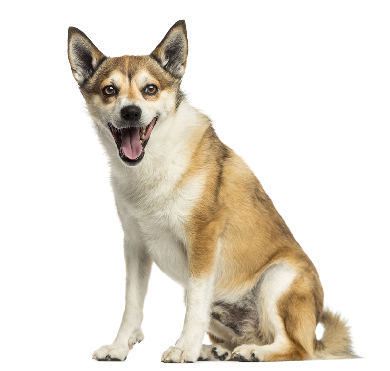 Norsk Lundehund | Shutterstock