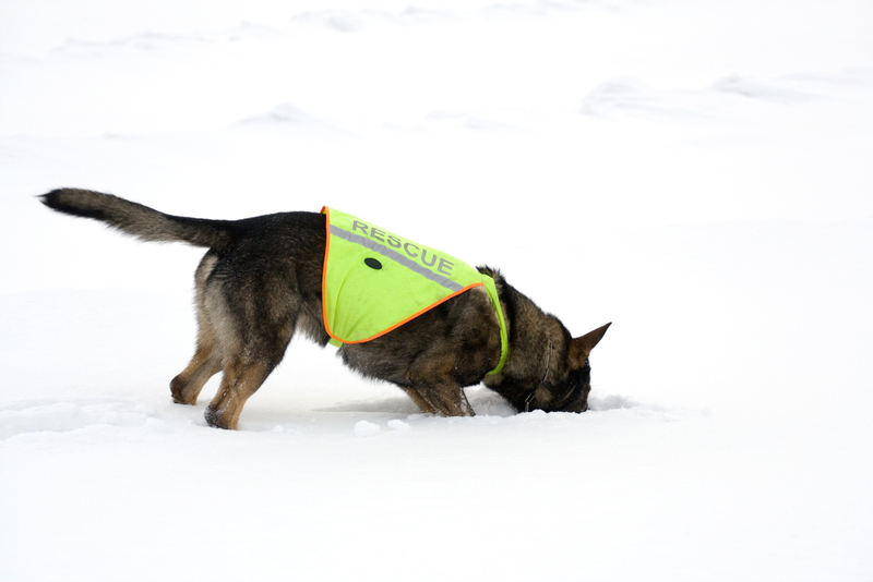 Este Esquadrão Canino Resgata Pessoas | Shutterstock