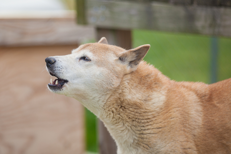 Cão-cantor-da-nova-guiné | Shutterstock