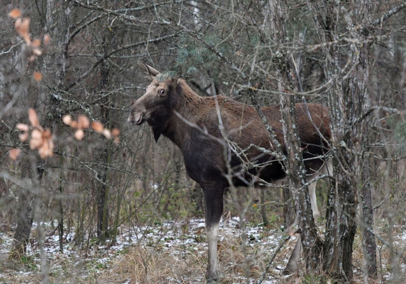 Wo die Wildnis sich ihren Platz zurückerobert hat | Getty Images Photo by GENYA SAVILOV/AFP