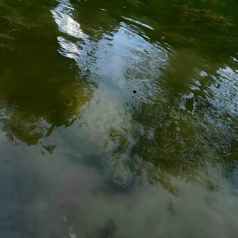 Da drin ist tatsächlich eine Schildkröte | Instagram/@ninacarnes