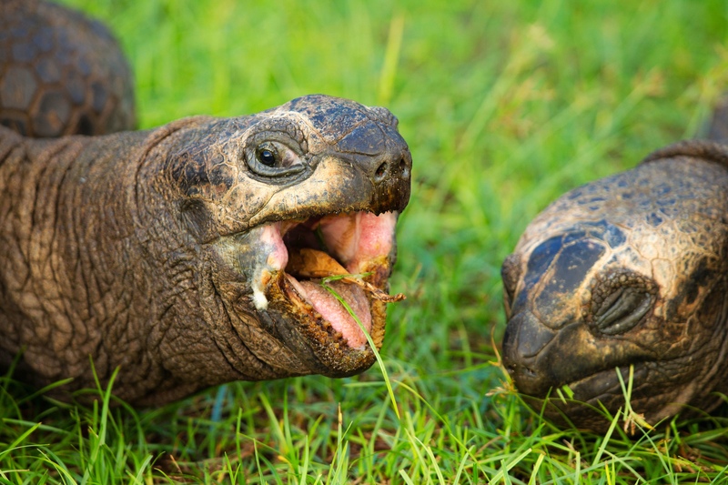 Ein Argument im Anmarsch | Alamy Stock Photo by Martin Harvey