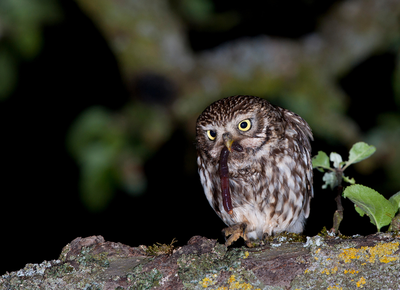 Ich bin noch nicht so weit | Alamy Stock Photo by imageBROKER GmbH & Co. KG/Horst Jegen