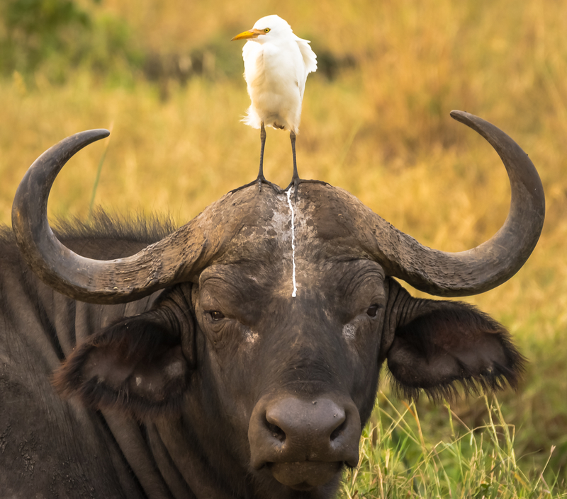 Immer auf der Hut | Getty Images Photo by Tom_Stables_Photography