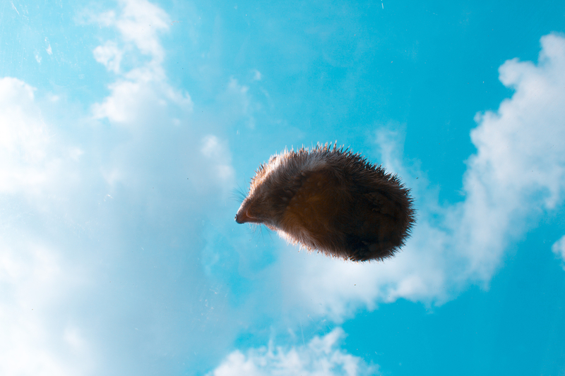 Der legendäre fliegende Igel | Getty Images Photo by Yuliya Litvin/500px