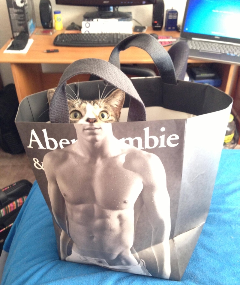 El gato con abdomen de “Six Pack” | Imgur.com/k4AINod