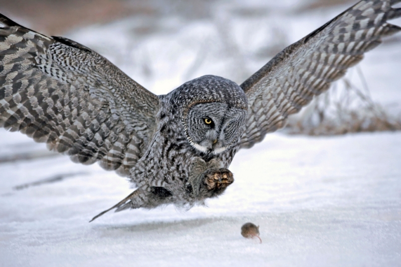 Una fuerza de la naturaleza | Alamy Stock Photo by Rolf Kopfle