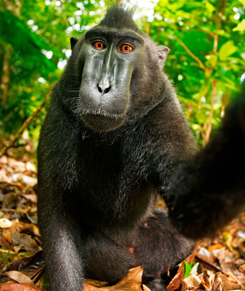 ¿Cómo luzco? | Alamy Stock Photo by David Slater / DanitaDelimont.com