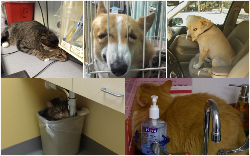 Die lustigsten und ergreifendsten Fotos von Haustieren, die merken, dass sie zum Tierarzt müssen | Imgur.com/OBleCyV & H8zFSCt & 8fZTg & 4USdbnO & wfu8Q3G