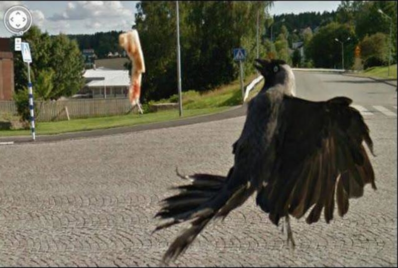 Percalços de Pássaros | Reddit.com/Aroonroon via Google Street View