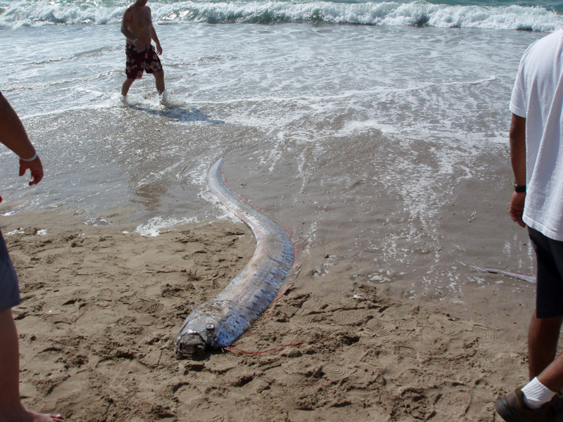 Una playa en Australia | Getty Images Photo by Eric Broder Van Dyke