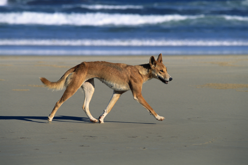 Isla Fraser, Australia | Getty Images Photo by Martin Harvey