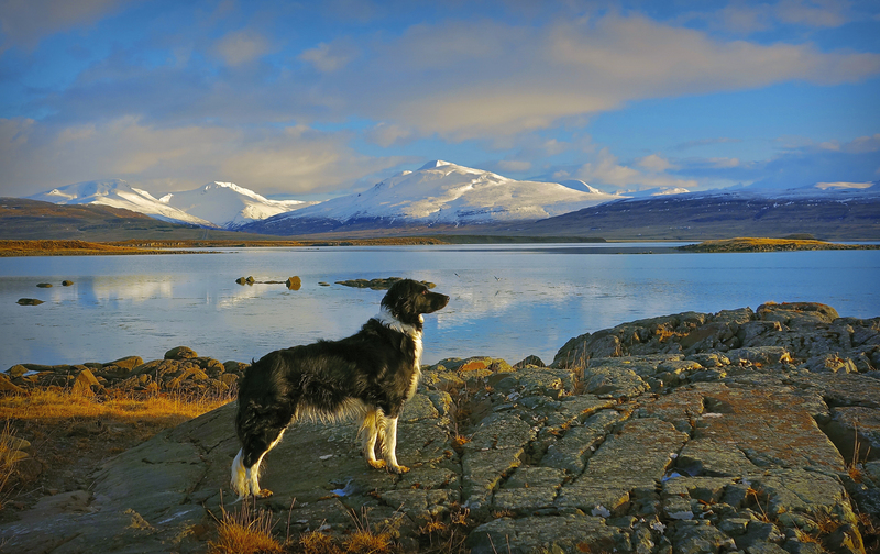 Los perros estuvieron prohibidos en Reikiavik | Getty Images Photo by kraftaverk1