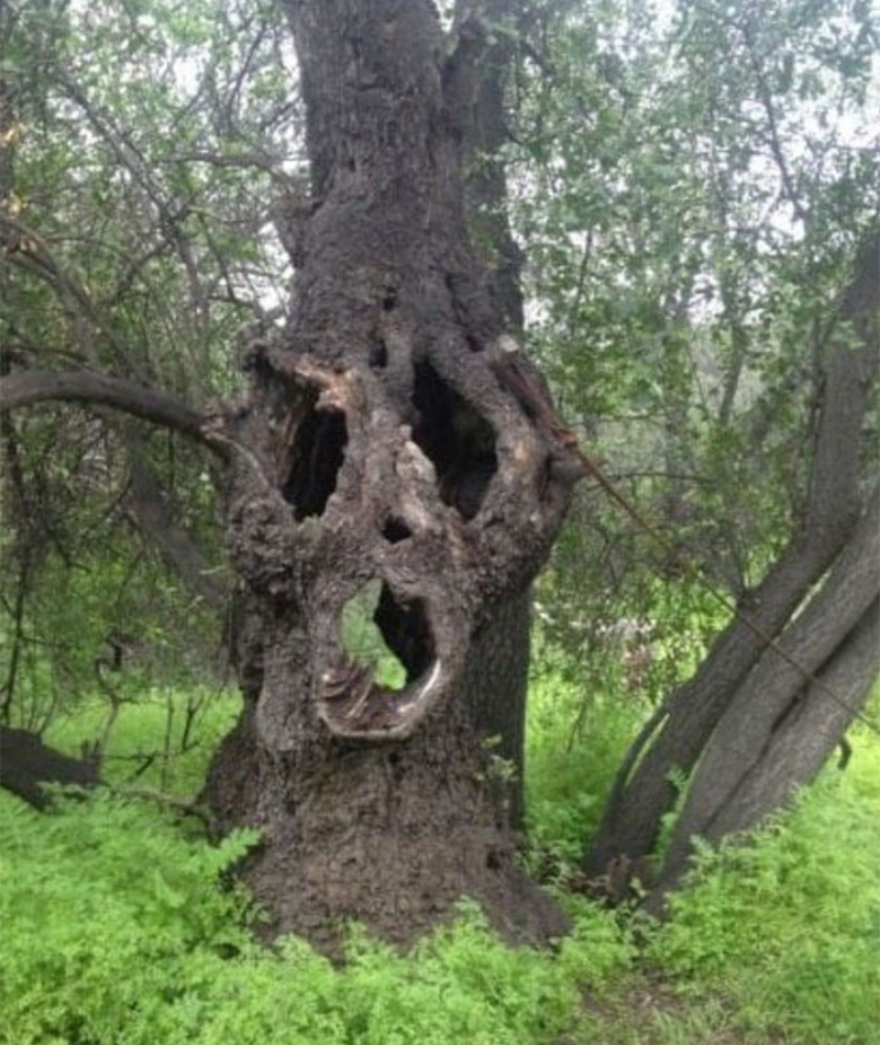 Grandmother Willow! | Imgur.com/RobinPeterson