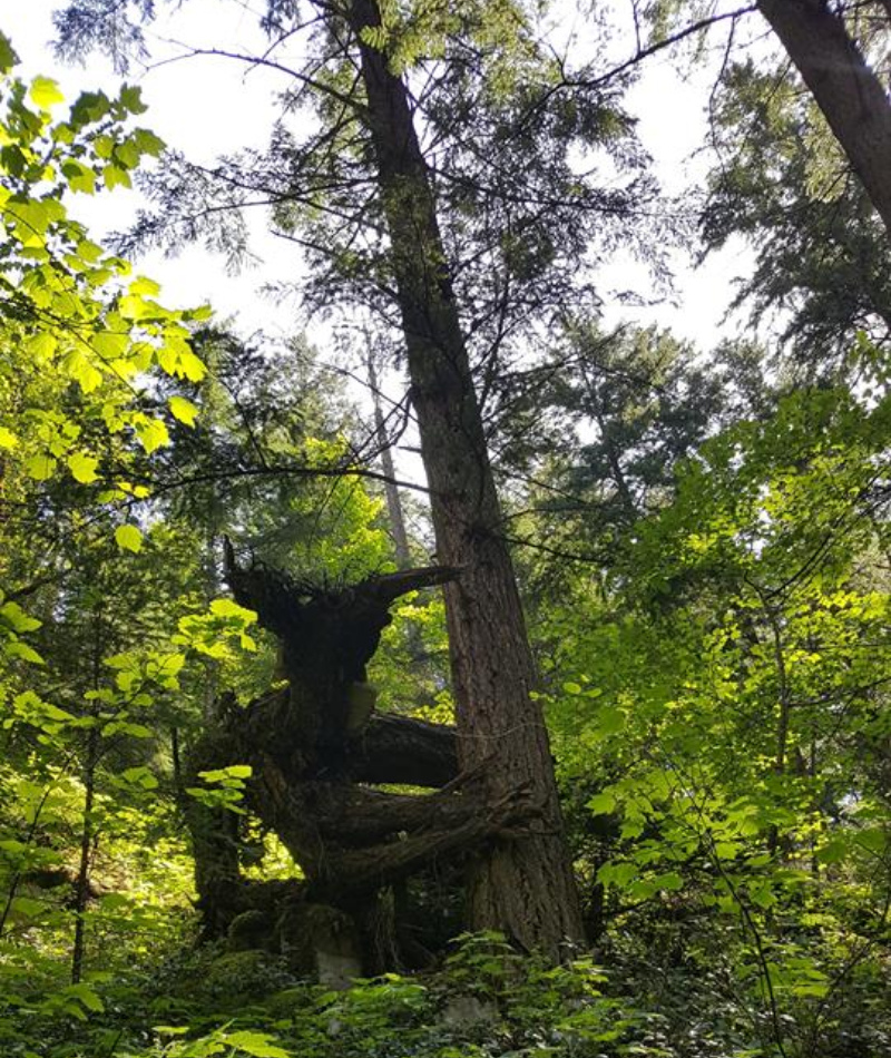 Woodland Monster | Imgur.com/3ms0up