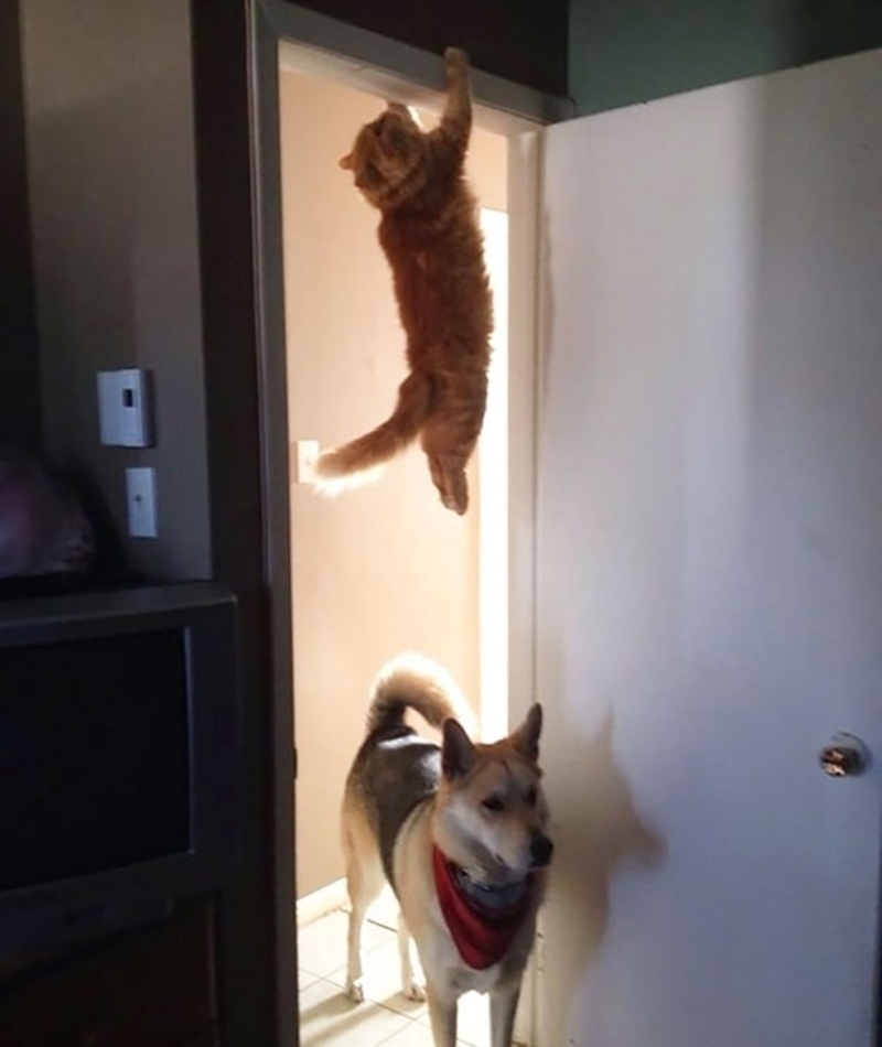 Misión imposible: al estilo felino | Imgur.com/Cebdxga