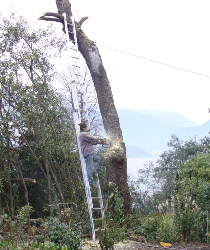 ¡Árbol abajo! ¡Yo también! | Imgur.com/JmUqpkF