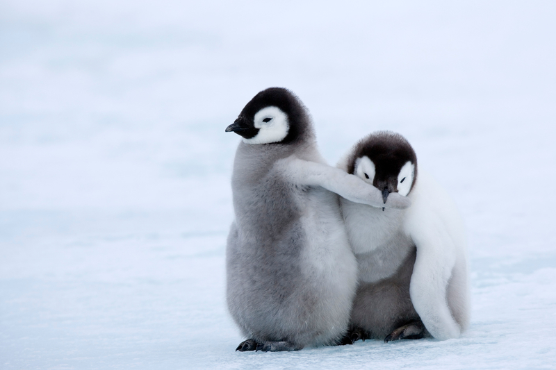 ¡Deja de ocupar toda la nieve! | Alamy Stock Photo