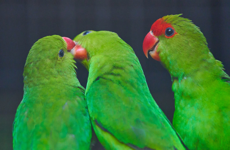 Tres son multitud | Getty Images Photo by EyesWideOpen