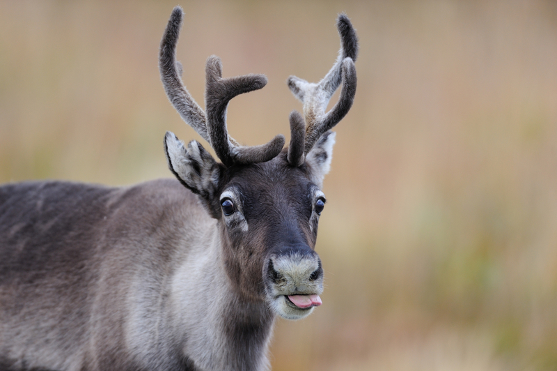 Não, eu não tenho um nariz vermelho! | MM.Wildlifephotos/Shutterstock