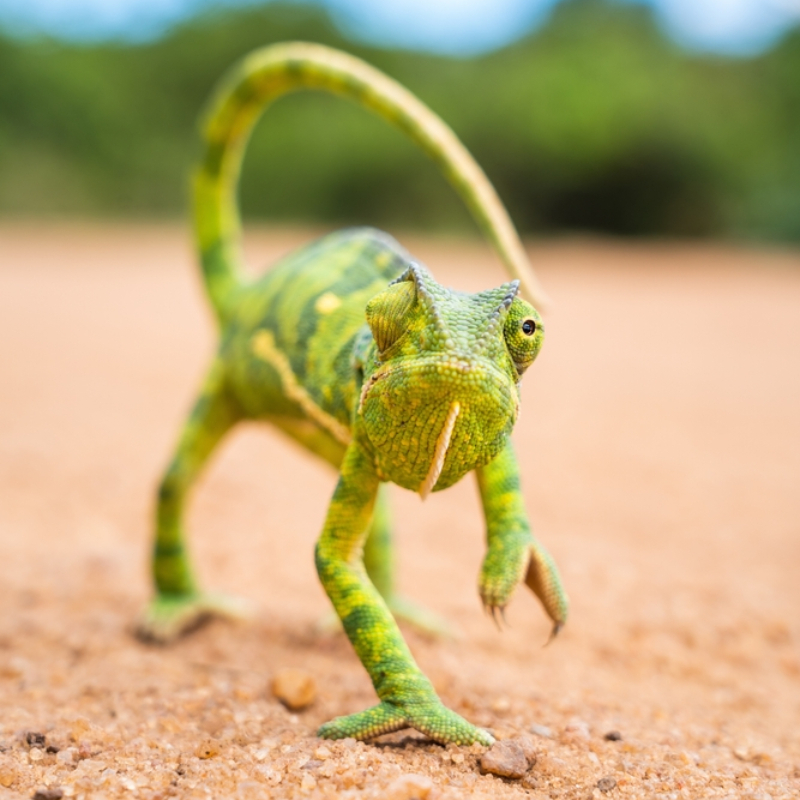 Pés foram feitos para caminhar | Radek Karko/Shutterstock