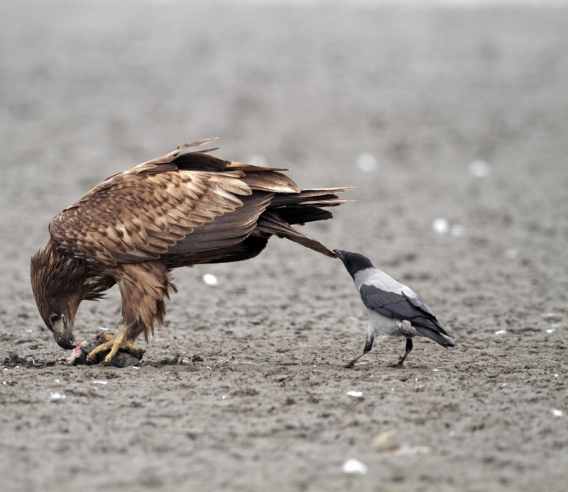 Assumindo um risco | Alamy Stock Photo by Wildscotphotos