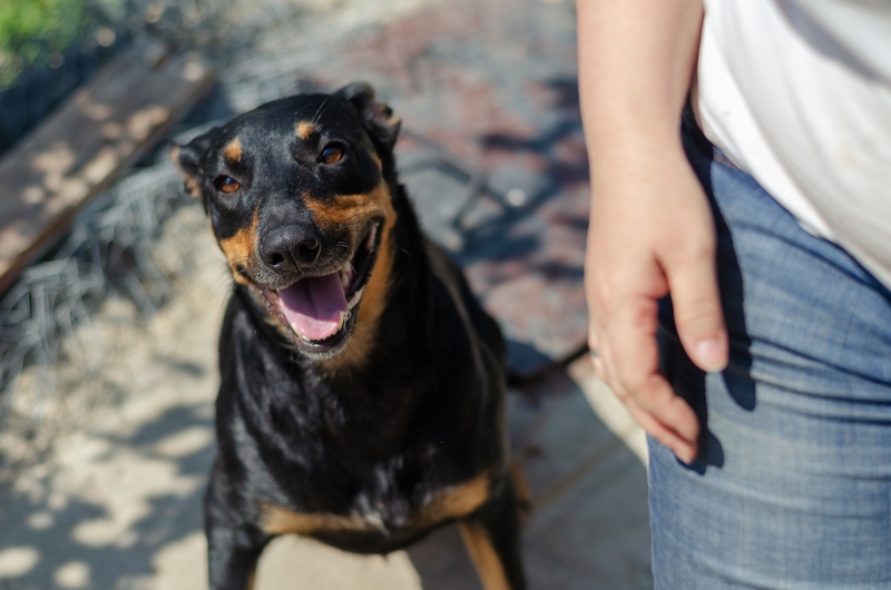 It Was a Different Dog | Dmitriev Mikhail/Shutterstock