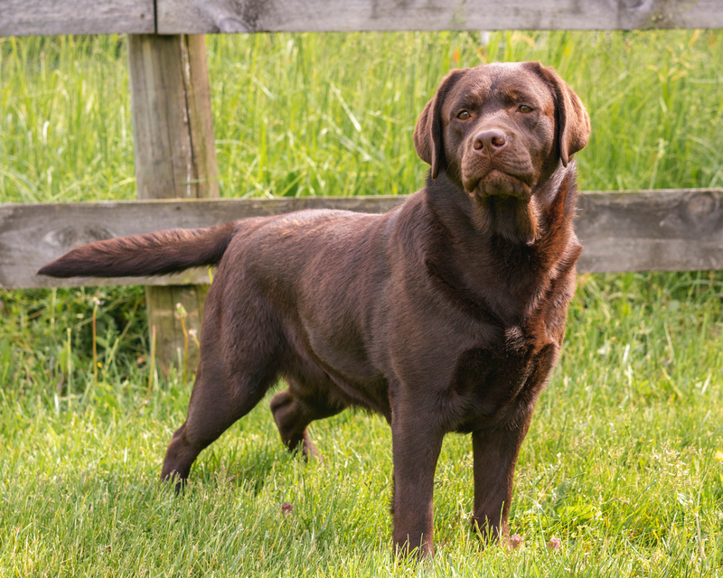 A Male Chocolate Lab | Mikayla Nicole Photo/Shutterstock