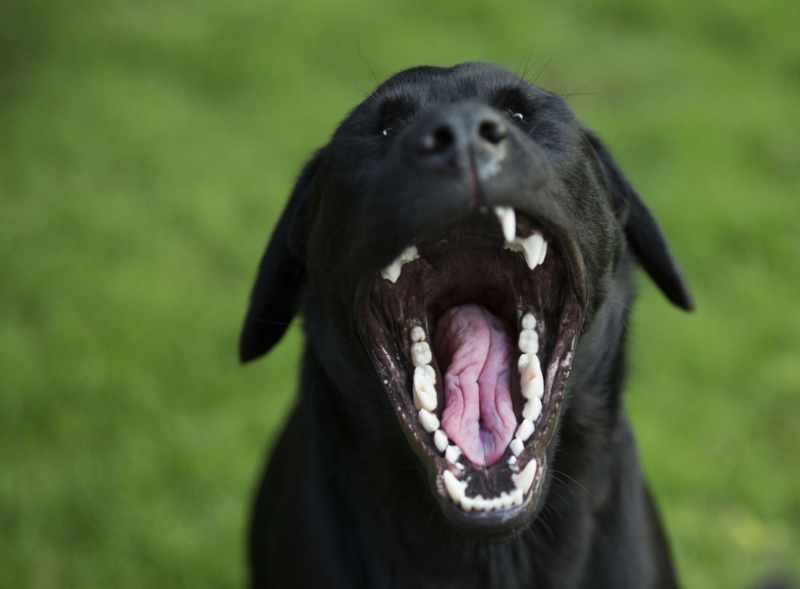 Not a Happy Camper | Getty Images Photo by Jonathan Kirn