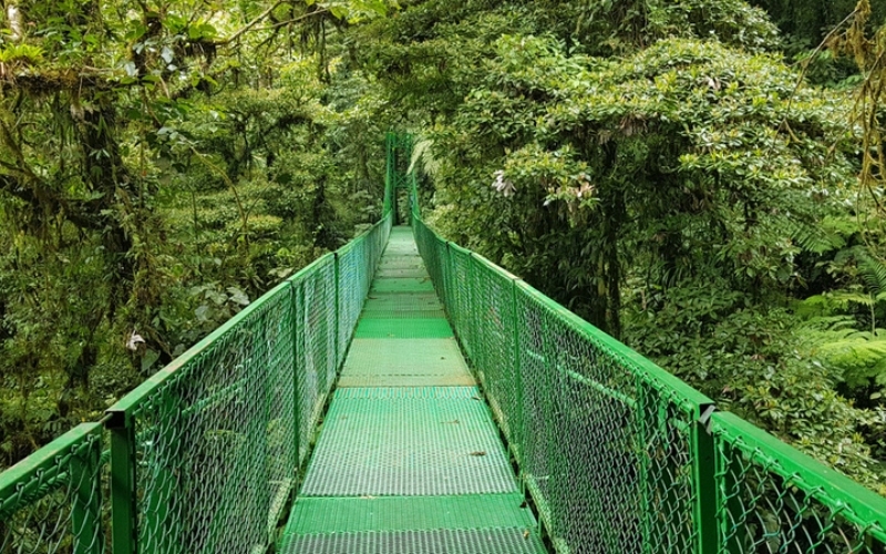 Regenwald Monteverde in Costa Rica | Shutterstock Photo by Aves y estrellas