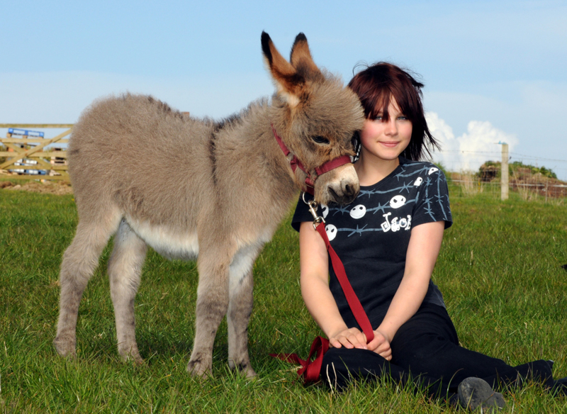 Burros en miniatura | Alamy Stock Photo by Dorset Media Service