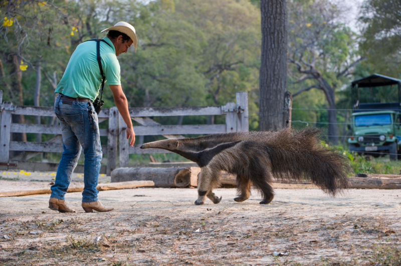 Osos hormigueros | Alamy Stock Photo by Nick Garbutt/Nature Picture Library 