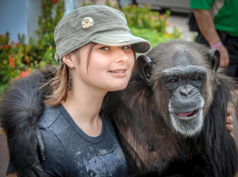 Chimpancés | Alamy Stock Photo by Victor Korchenko