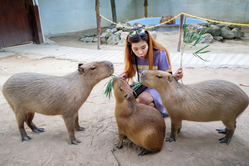 Capibaras | Shutterstock Photo by Noom HH