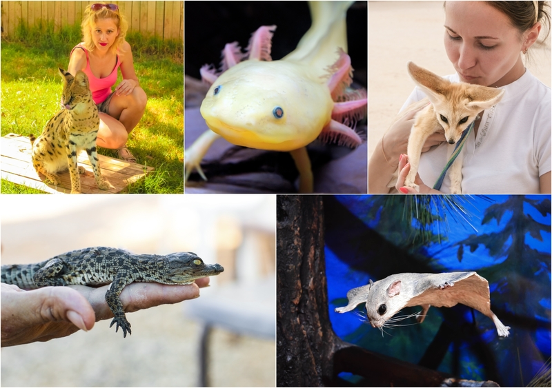 Las mascotas más peculiares que podrías tener | Shutterstock Photo by Benny Marty & Photo by Ulmus Media & Photo by Stanislav71 & Photo by Oleksandr Lysenko & Photo by andysartworks