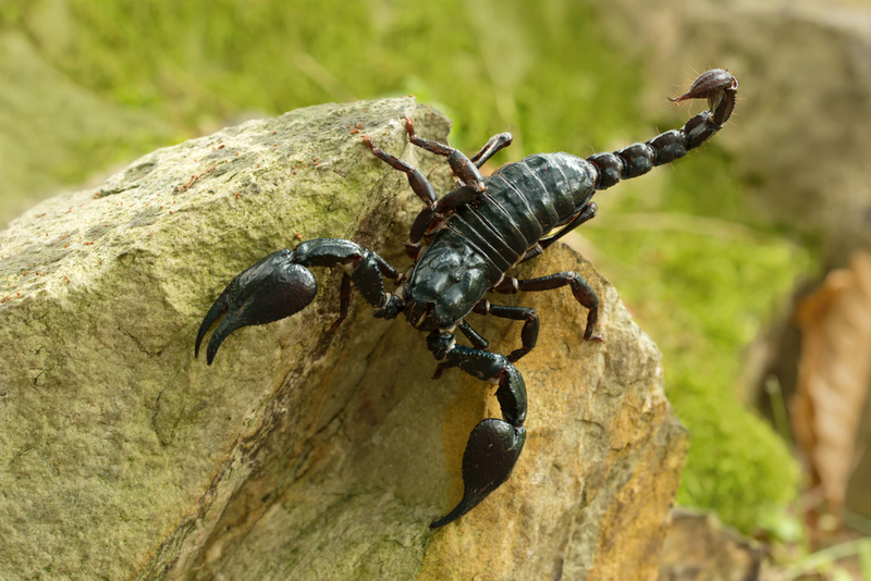 Emperador Escorpión | Shutterstock Photo by Milan Zygmunt