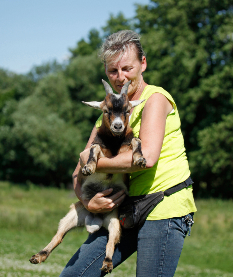 Cabras enanas | Alamy Stock Photo by Tierfotoagentur/R. Richter